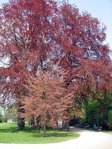 Schlossgarten des Schloss Schönbrunn - Wien (Wien)