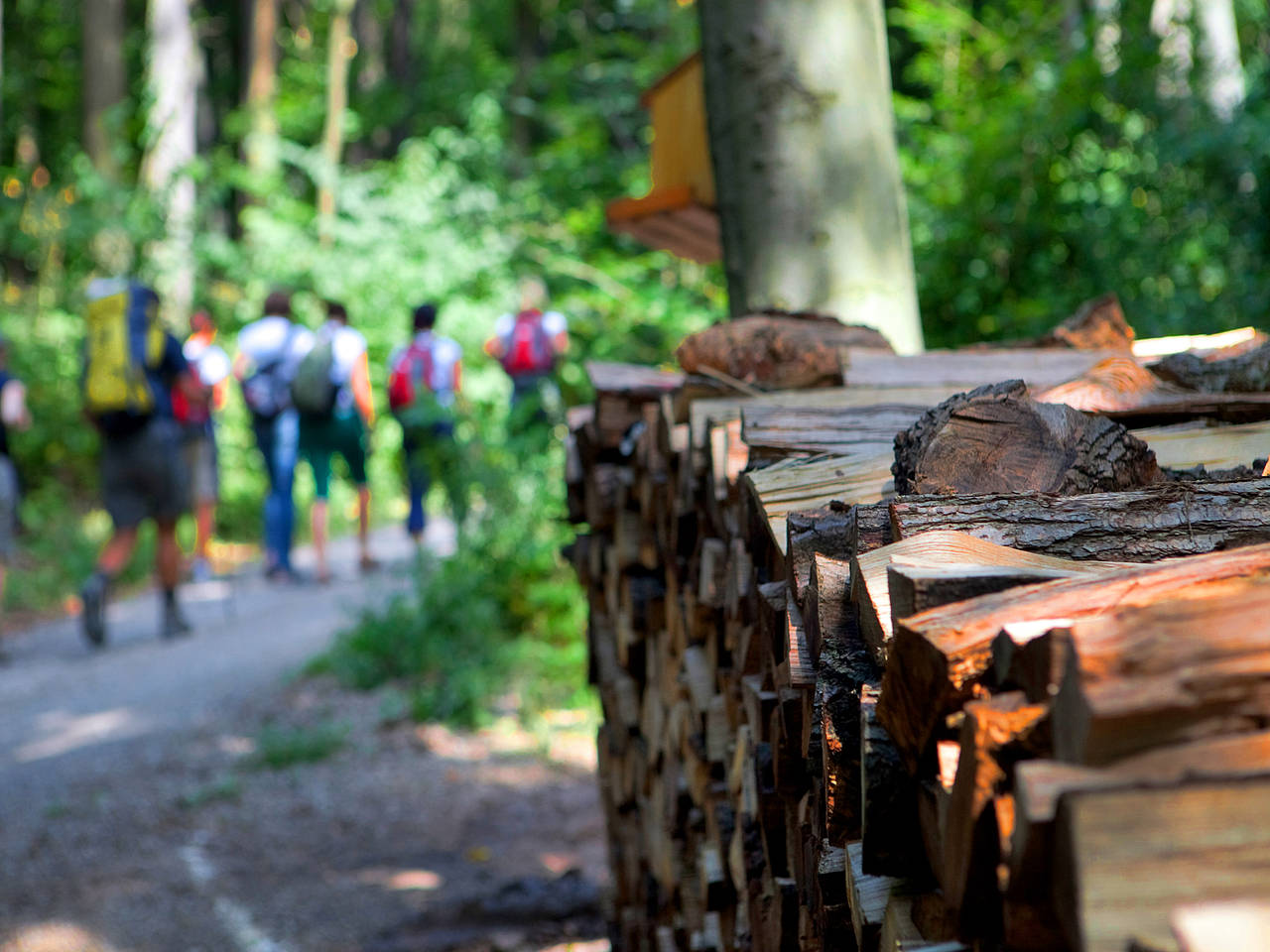 Waldpfade Foto Reiseführer  