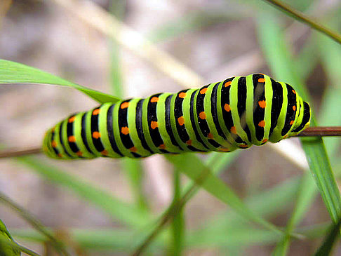 Bild von Citysam  Zauberhafte Waldbewohner bei genauem Hinsehen 