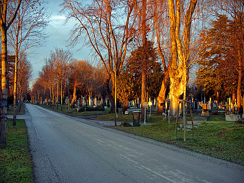  Foto Attraktion  in Wien Beschaulicher Spaziergang auf dem Friedhof
