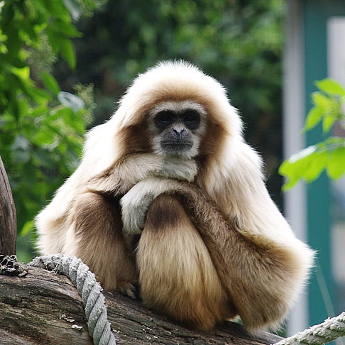 Schönbrunner Tiergarten
