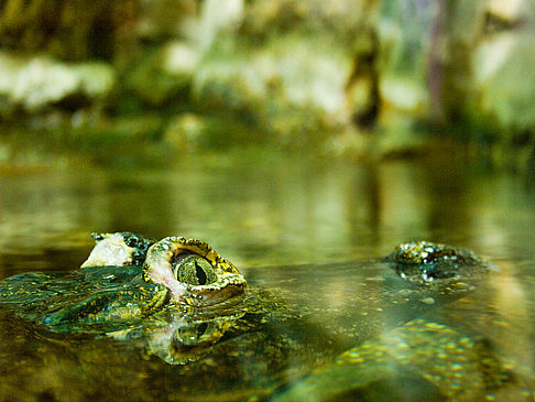 Vivarium - Wien (Wien)