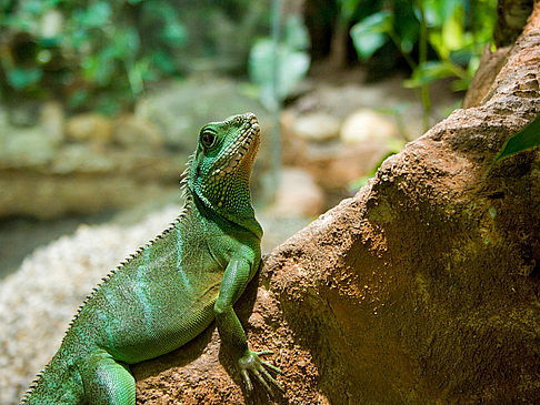 Vivarium - Wien (Wien)