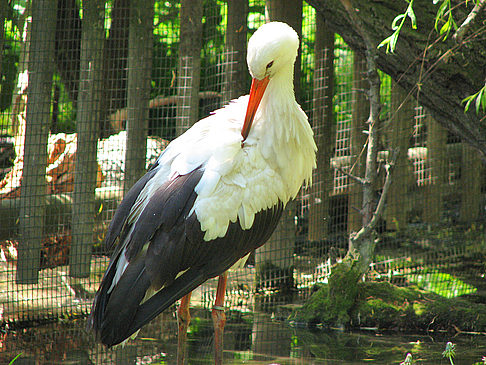 Schönbrunner Tiergarten - Wien (Wien)